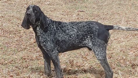 american blue gascon|bluetick coonhound.